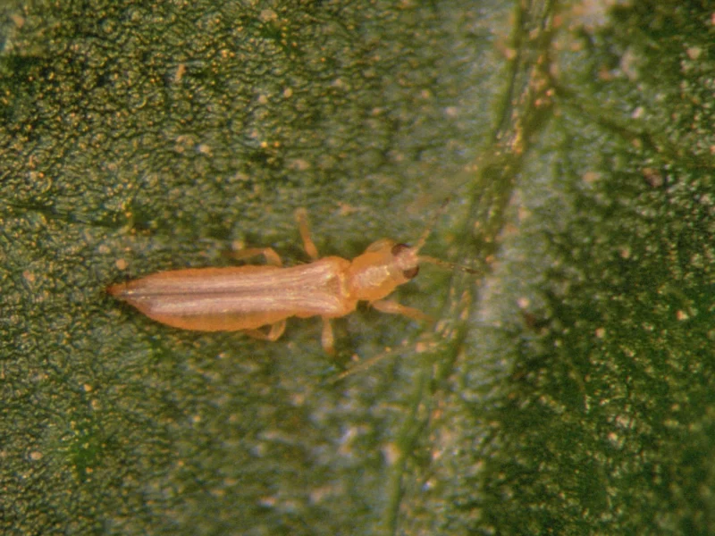 Western flower thrips (Frankliniella occidentalis) på et blad.