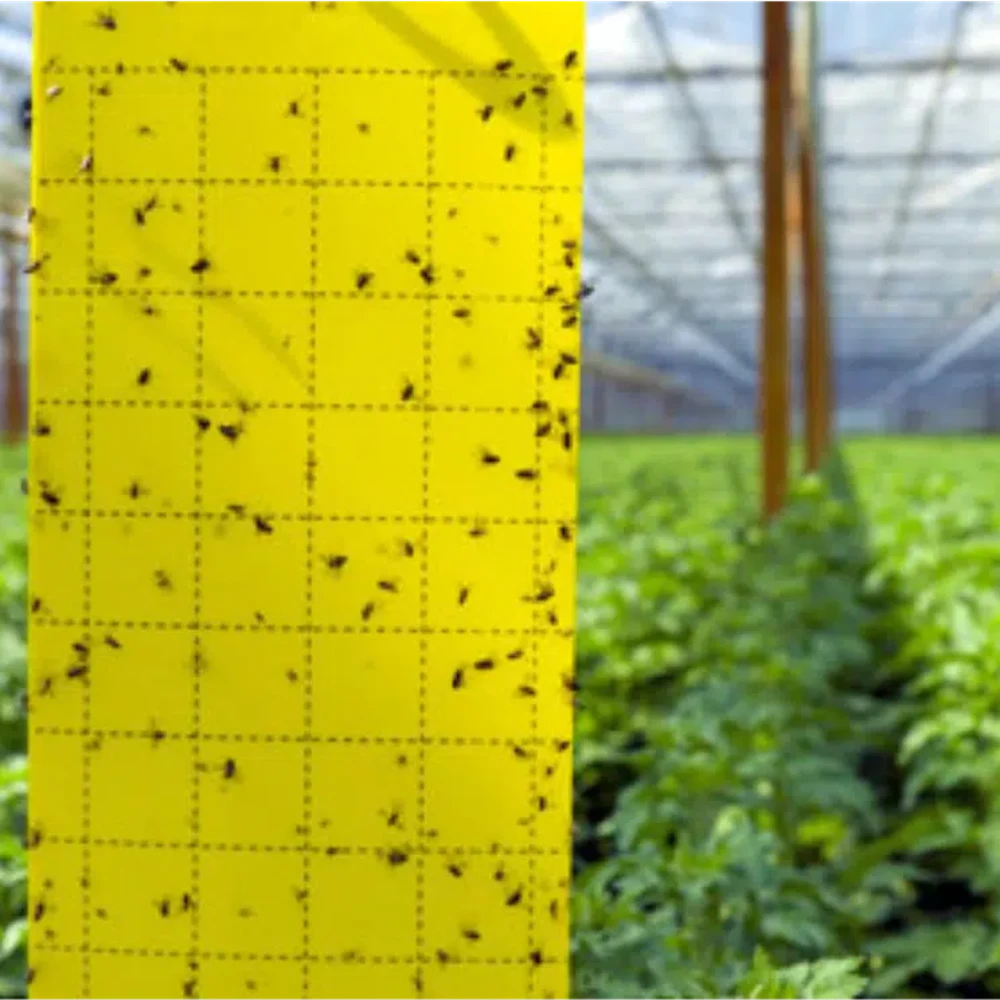 Gul klisterfælde med fangne insekter hængende i et drivhus med tomatplanter