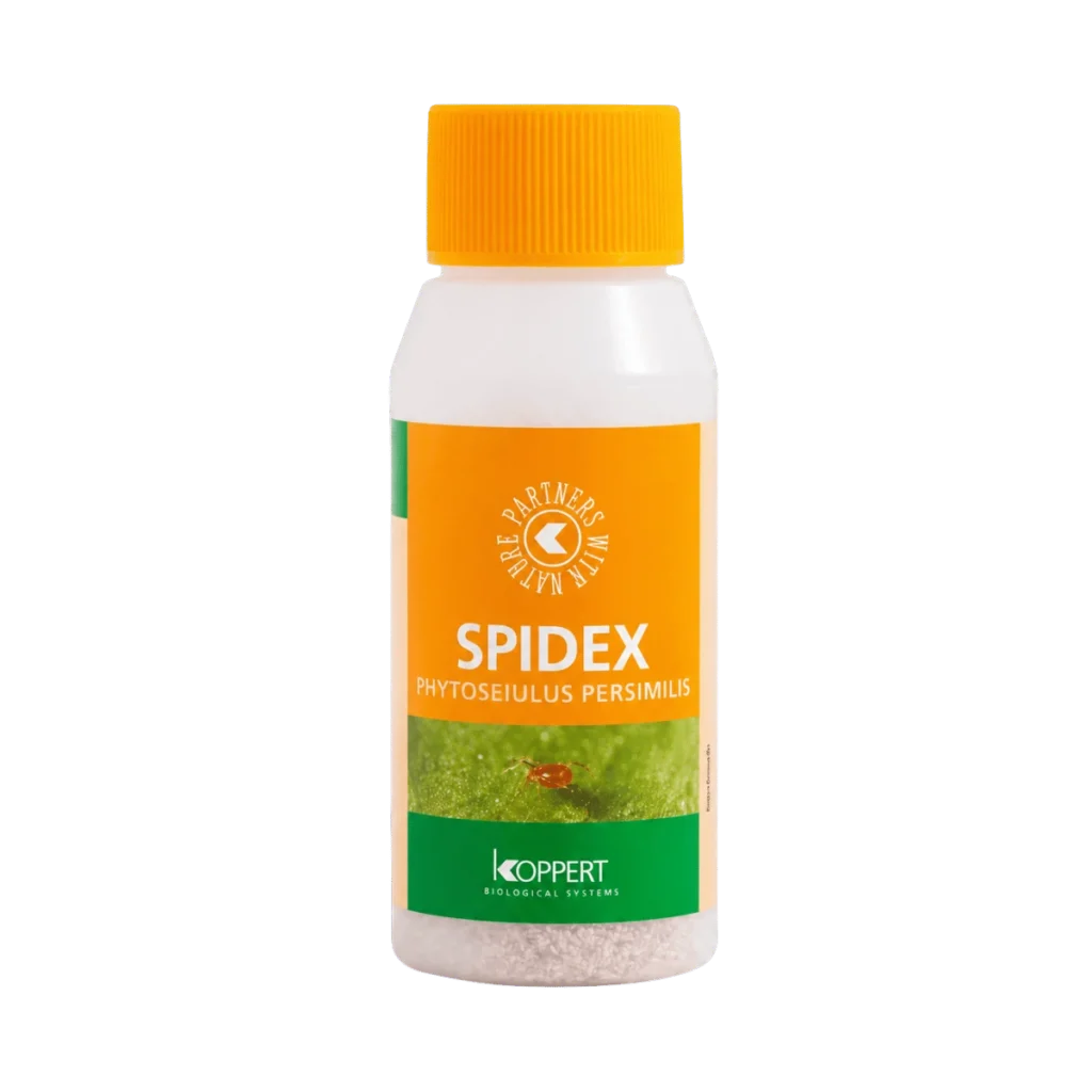 Produktbillede af Spidex 2000 stk. – Phytoseiulus persimilis